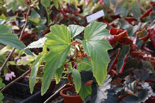 B. ‘Superba Mentone’